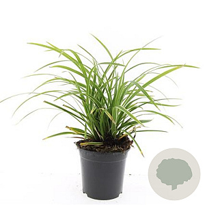 Carex morrowii 'Ice Dance' GM 1.5