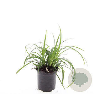 Carex morrowii 'Irish Green' GM 1.5