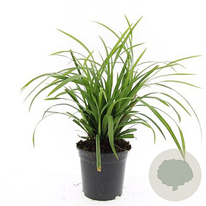 Carex morrowii 'Irish Green' GM 1.5