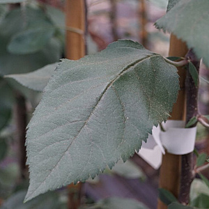 Malus 'Slogan' 30-35 HO draadkluit 250 cm stam