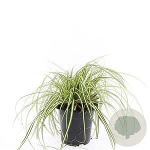 Carex oshim. 'Evergold' GM 1.5