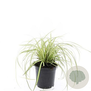 Carex oshim. 'Evergold' GM 1.5