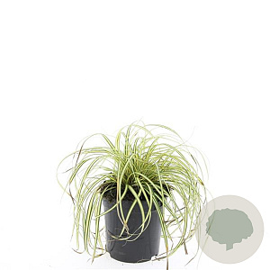 Carex oshim. 'Evergold' GM 1.5