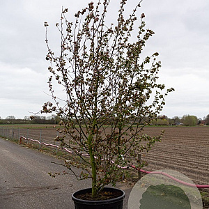 Malus toringo 'Scarlett' 18-20 HO draadkluit 250 cm stam