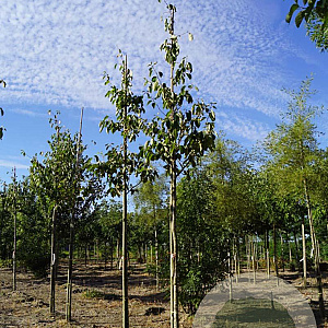 Malus tschonoskii 'Thalys' 10-12 HO draadkluit