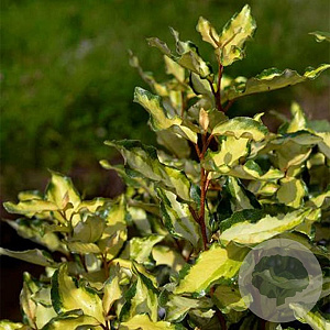 Eleaegnus ebbingei 'Maryline' 50 cm 7,5L
