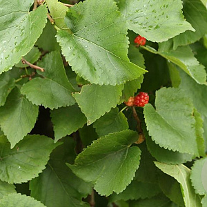 Morus nigra 'Dr Monbalieu' 18-20 HO draadkluit