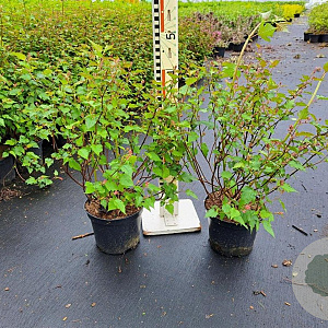 Neillia affinis 150-175 cm draadkluit struik