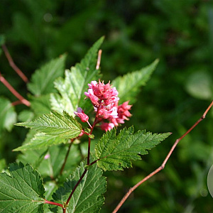 Neillia rubiflora 100-125 cm draadkluit struik