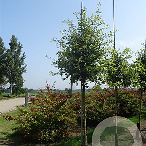 Nyssa sylvatica 550-600 cm draadkluit meerstammig