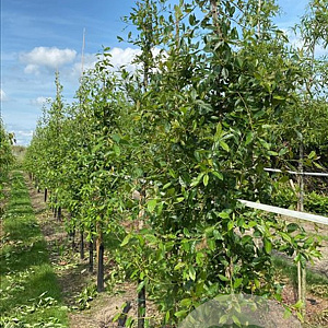 Nyssa sylvatica 6-8 HO draadkluit