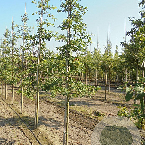 Nyssa sylvatica 12-14 HO draadkluit