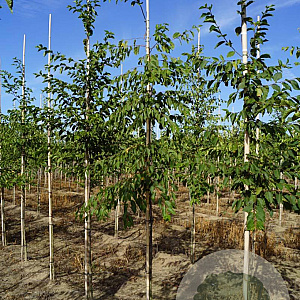 Ostrya carpinifolia 8-10 HO draadkluit