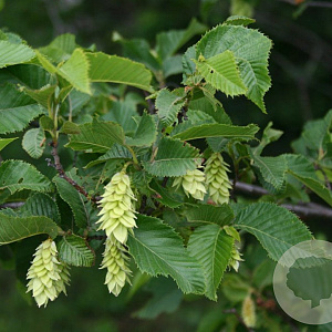Ostrya japonica 10-12 HO draadkluit