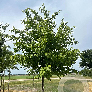 Ostrya japonica 14-16 HO draadkluit