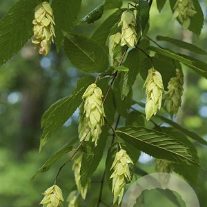 Ostrya virginiana 40-45 HO draadkluit 250 cm stam