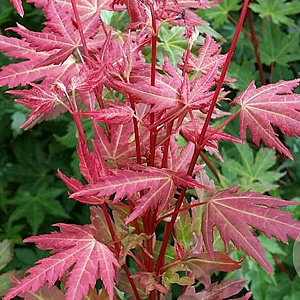 Acer pal. Brown Sugar 225-250 cm cont. 55L extra