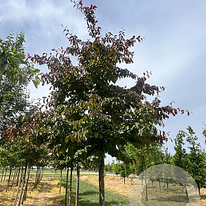 Parrotia persica 'Bella' 16-18 HO draadkluit