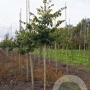 Parrotia persica 'Vanessa' 10-12 HO draadkluit