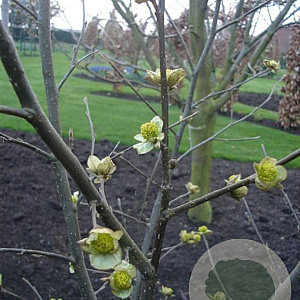 Parrotiopsis jacquemontiana 350-400 cm draadkluit struik