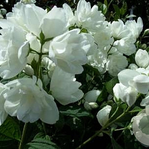 Philadelphus 'Bouquet Blanc' 200-250 cm 40L struik