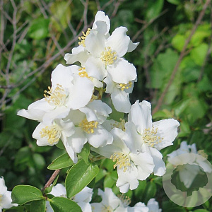 Philadelphus lewisii 125-150 cm 15L struik