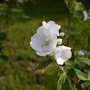 Philadelphus triflorus 150-175 cm draadkluit struik