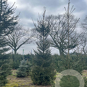 Picea abies 450-500 cm draadkluit solitair