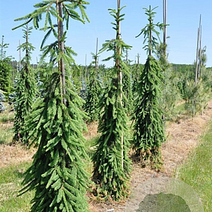 Picea a. 'Frohburg' 200-250 cm draadkluit solitair