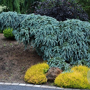 Picea pungens 'The Blues' 150-175 cm draadkluit solitair