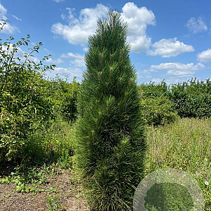 Pinus nigra 'Green Tower' 175-200 cm draadkluit solitair