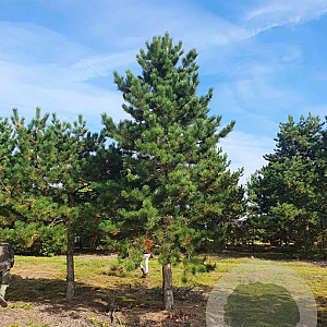 Pinus nigra nigra 60-70 HO draadkluit