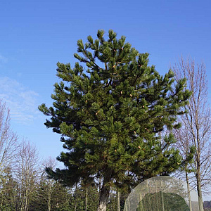Pinus nigra nigra 60-70 HO draadkluit