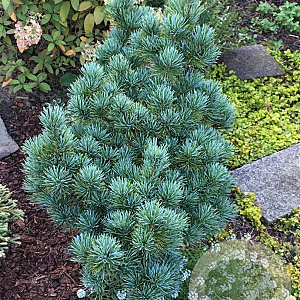 Pinus parv. 'Aoi' 175-200 cm draadkluit solitair
