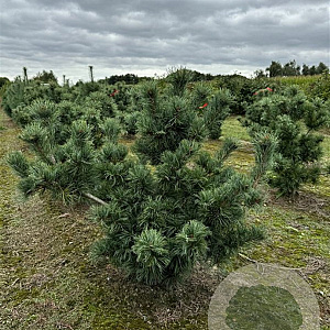 Pinus parv. 'Schoon's Bonsai' 150-175 cm draadkluit solitair
