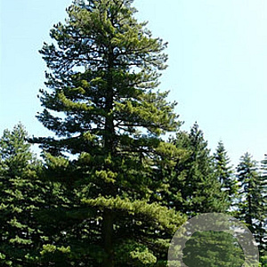 Pinus peuce 300-350 cm draadkluit solitair