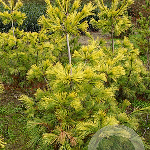 Pinus strobus 'Louie' 200-250 cm draadkluit solitair