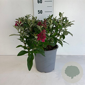 Buddleja d. B. Candy Little Ruby 30-40 cm 6,5L