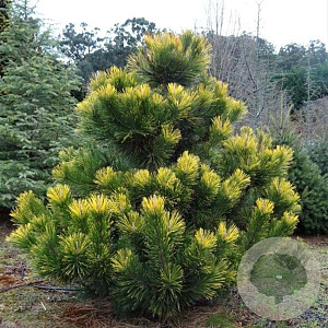 Pinus thunbergii 'Ogon' 450-500 cm draadkluit solitair