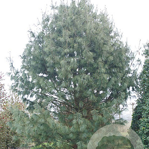 Pinus wallichiana 600-700 cm draadkluit solitair