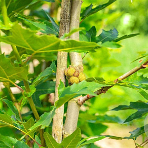 Platanus or. 'Minaret' 30-35 HO draadkluit