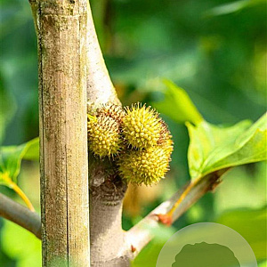 Platanus or. 'Minaret' 30-35 HO draadkluit