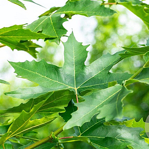 Platanus or. 'Minaret' 30-35 HO draadkluit