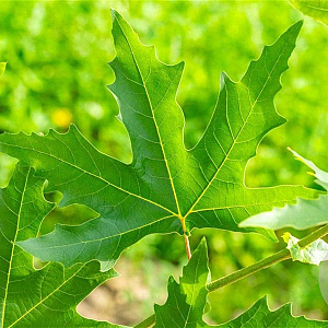 Platanus or. 'Minaret' 30-35 HO draadkluit
