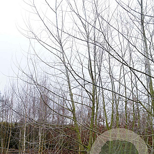 Populus alba 550-600 cm draadkluit meerstammig