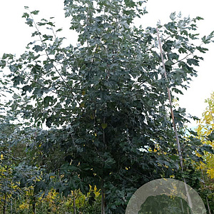 Populus canescens 20-25 HO draadkluit
