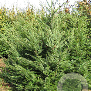 Pseudotsuga menziesii 200-250 cm draadkluit solitair