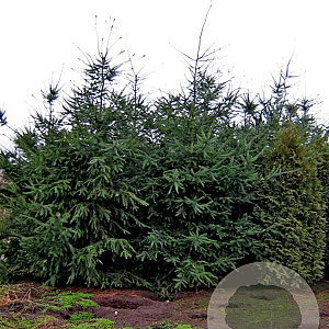 Pseudotsuga menziesii 450-500 cm draadkluit solitair