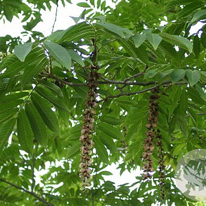 Pterocarya hupehensis 400-450 cm draadkluit struik