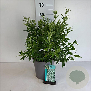 Deutzia gracilis 40-50 cm 6,5L